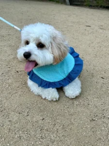 手作りスタイを付けた犬