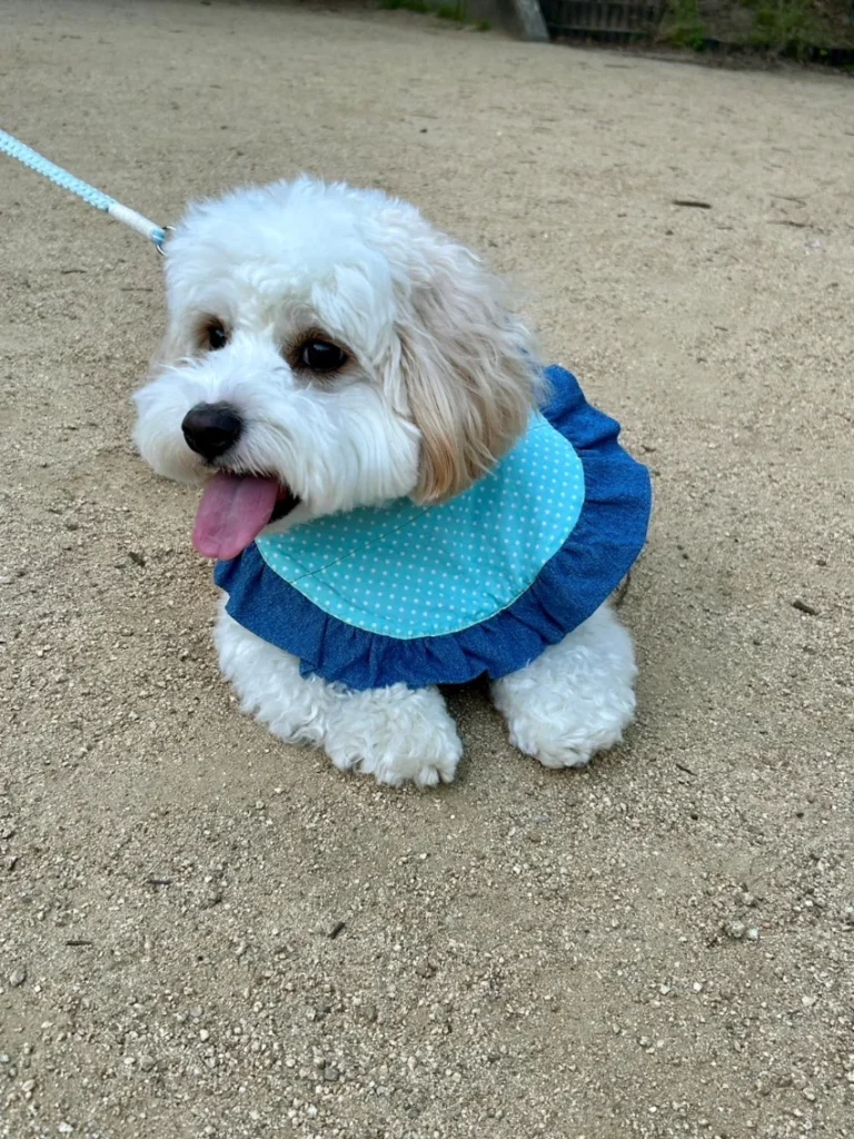手作りスタイを付けた犬