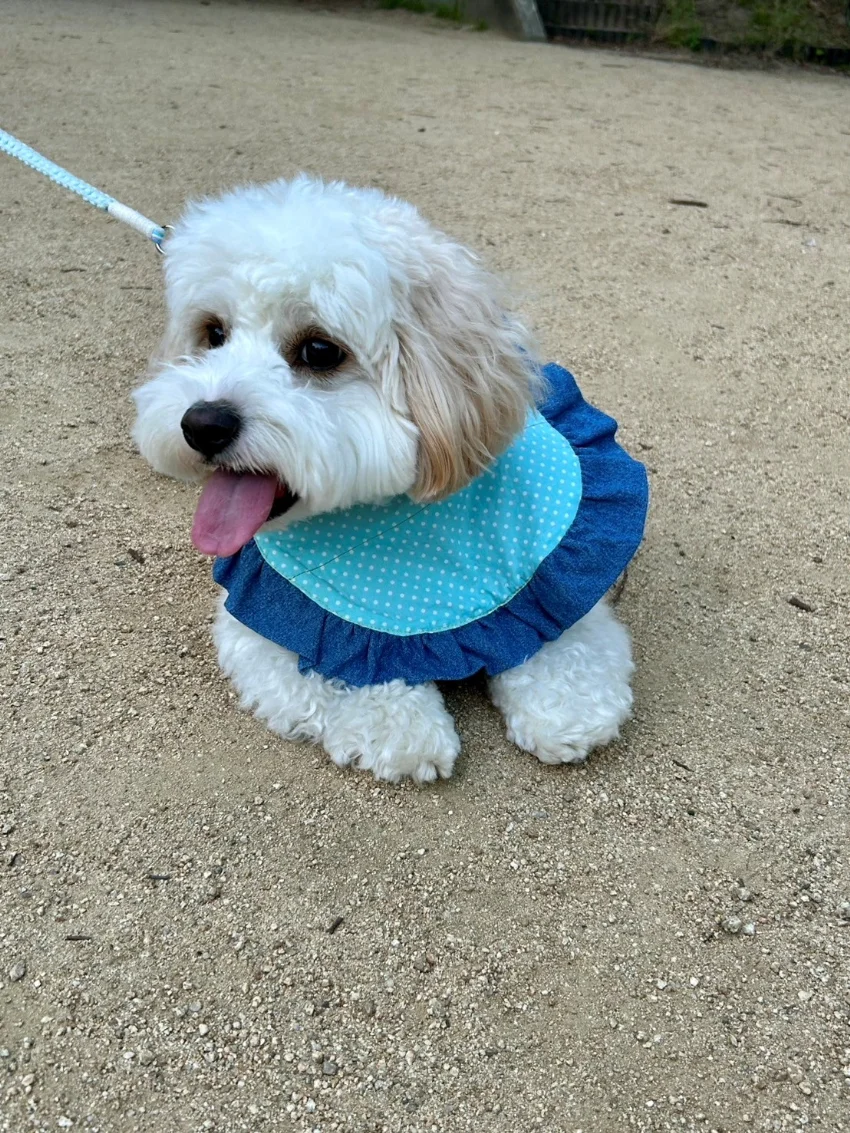 手作りスタイを付けた犬