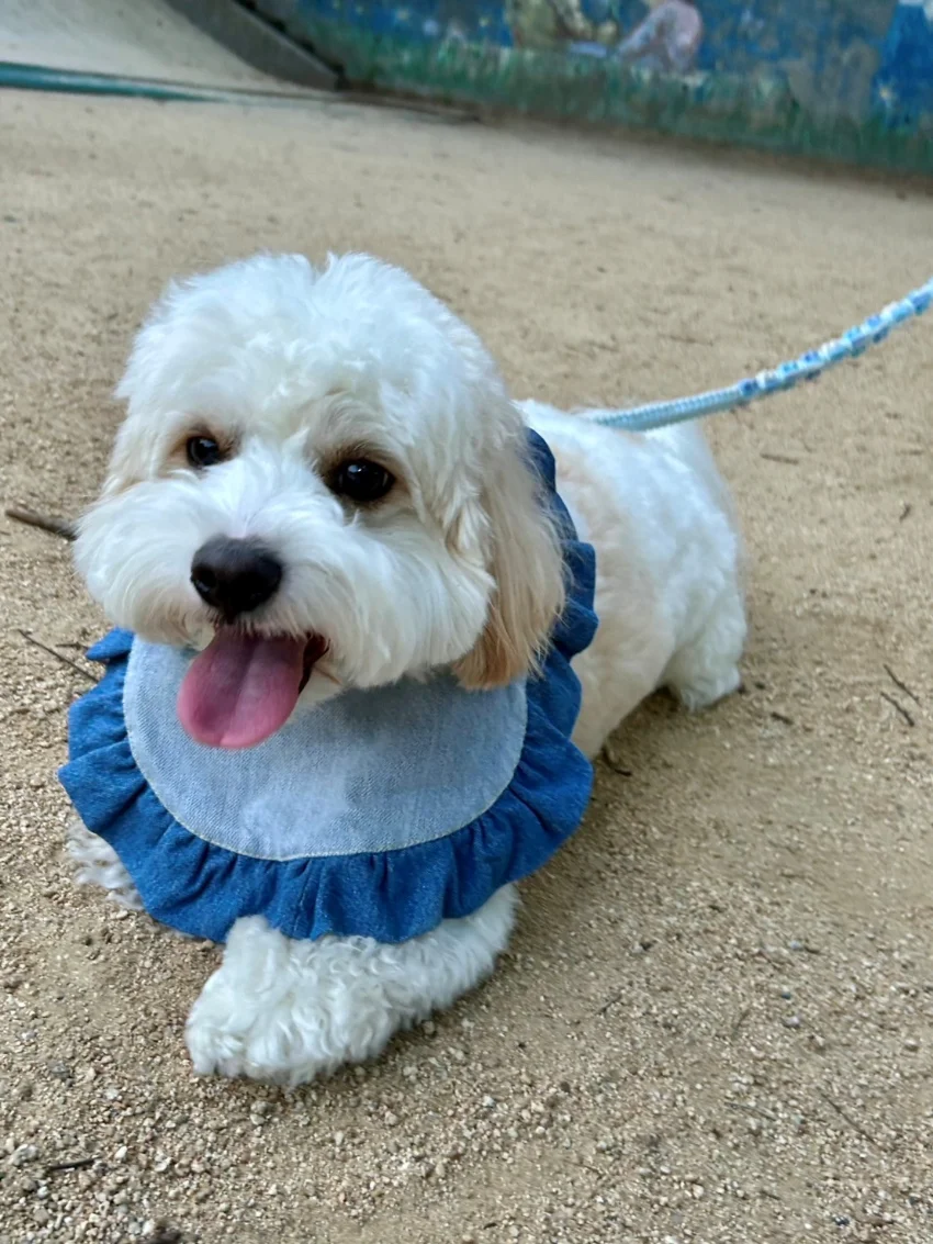 手作りスタイを付けた犬