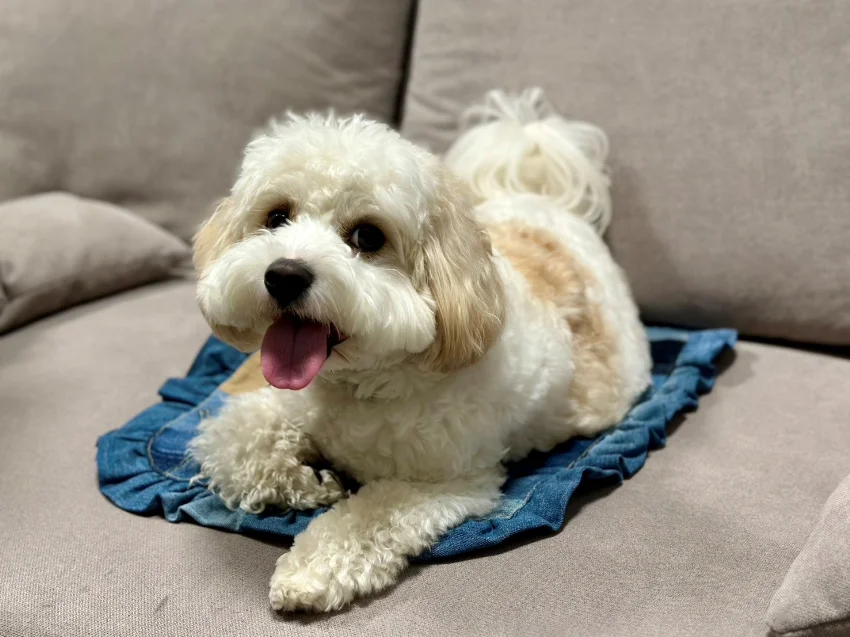 手作りペットマットに座る犬