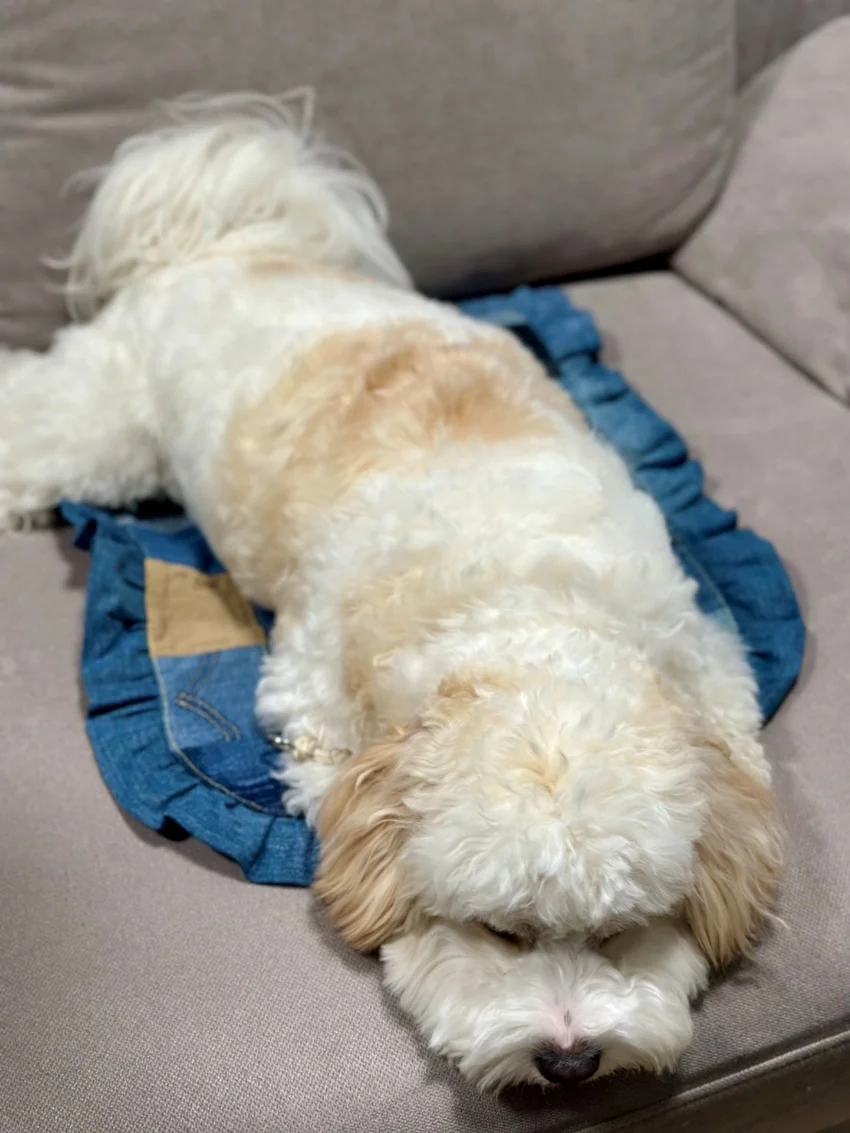 手作りペットマットに座る犬