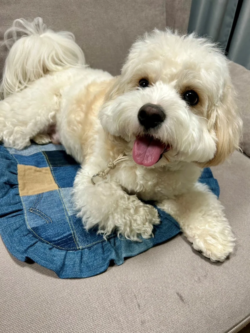 手作りペットマットに座る犬