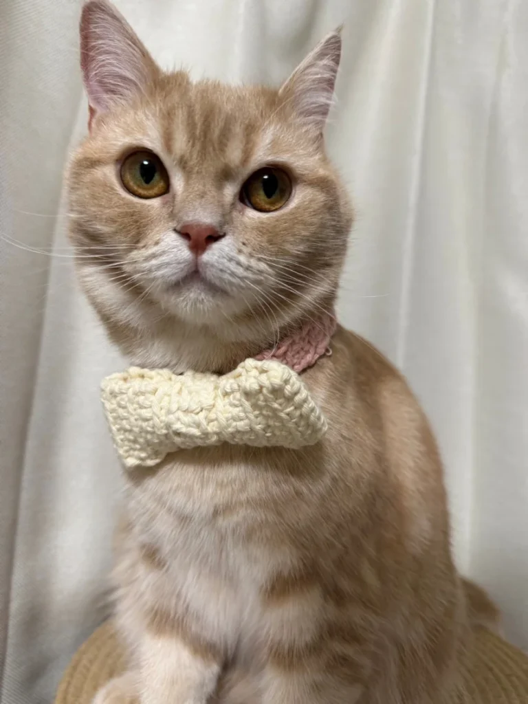 手作りチョーカーを付ける猫