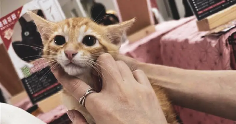 新しい家族を待つ保護猫