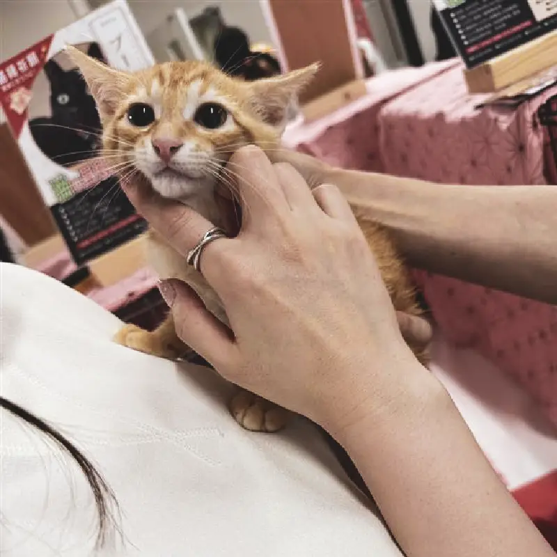 保護猫の譲渡会に参加した猫